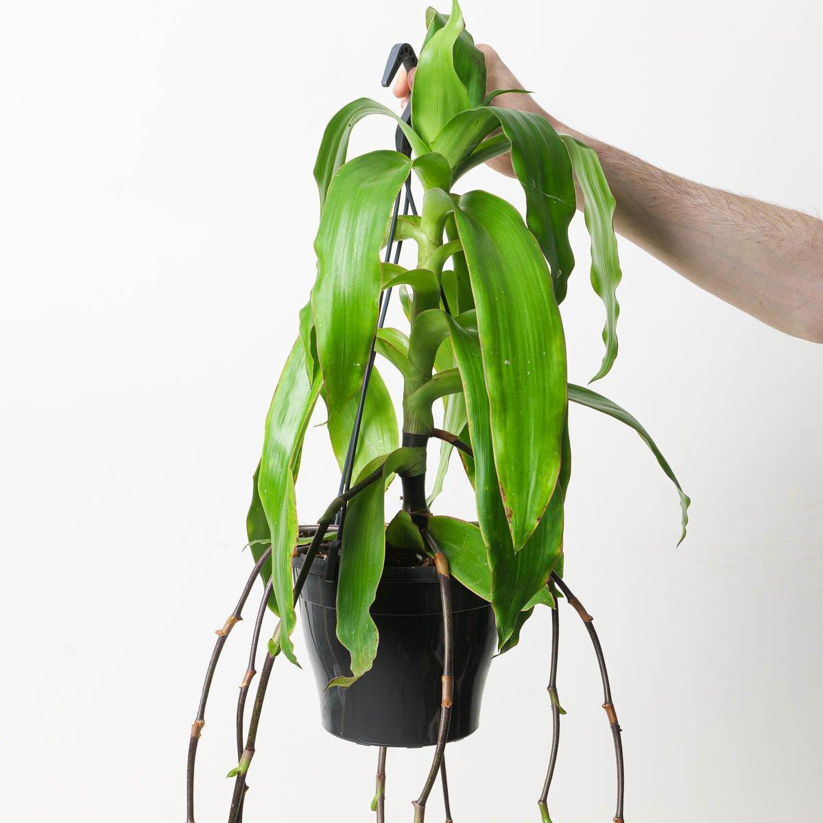 Callisia fragrans Basket Plant Indoor Plants and Accessories