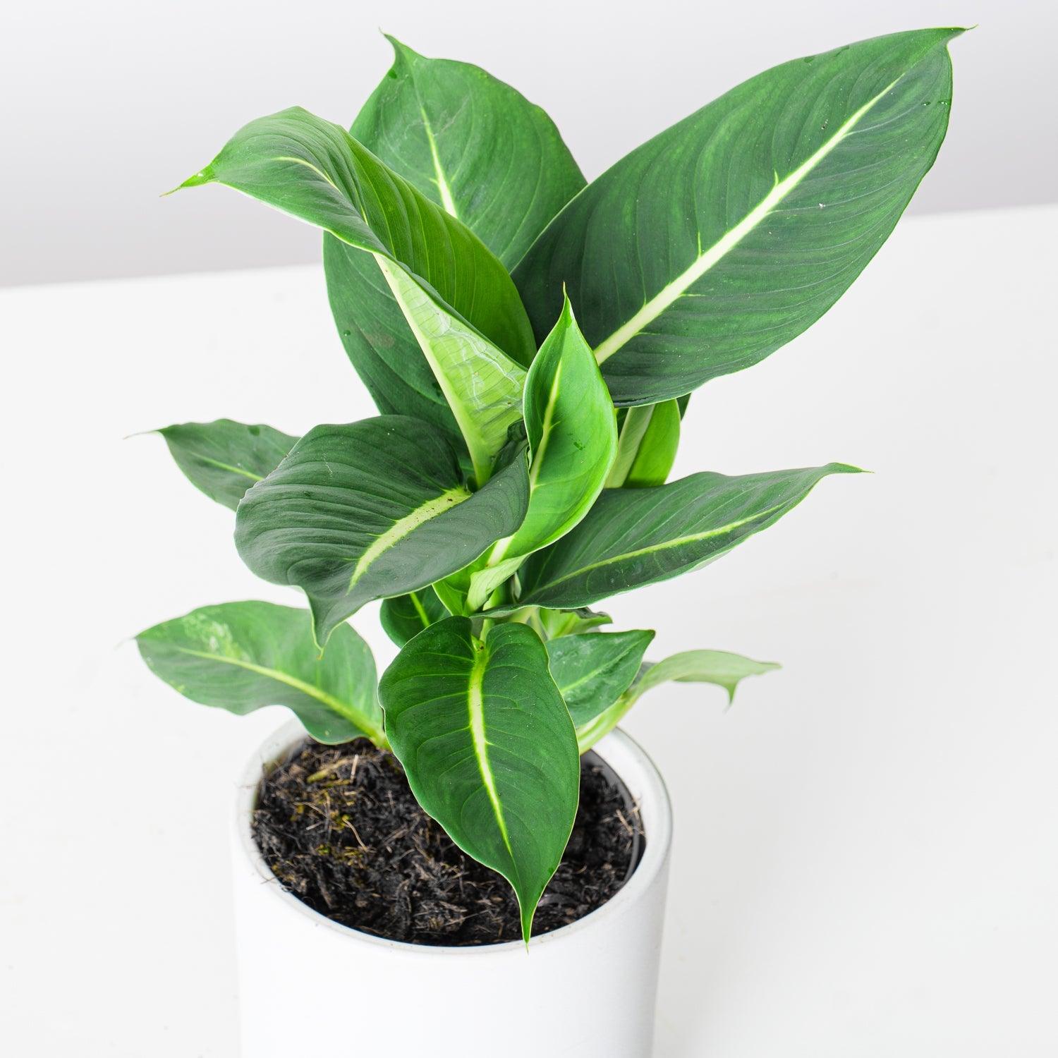 Dieffenbachia deals green magic