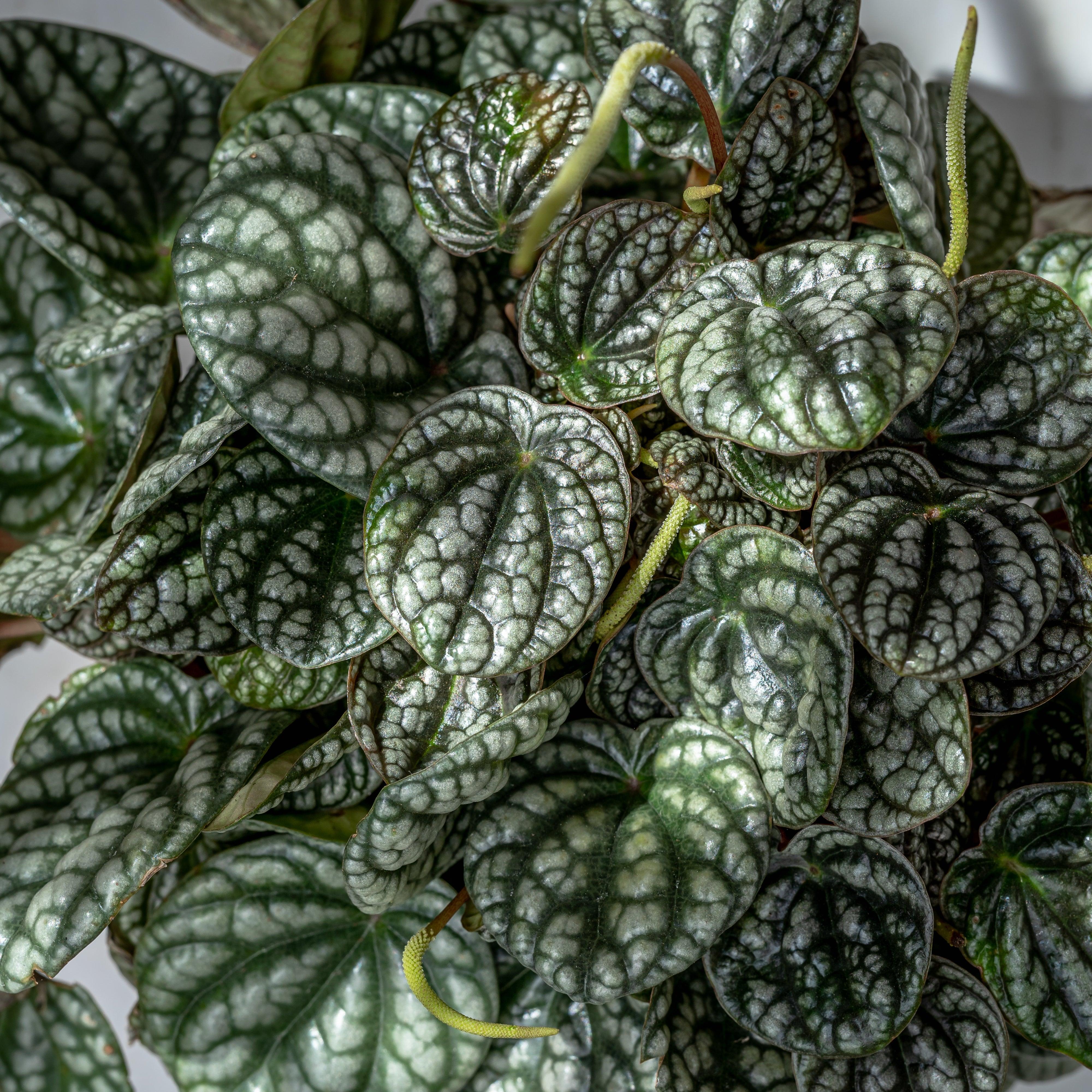 Is peperomia toxic sales to dogs