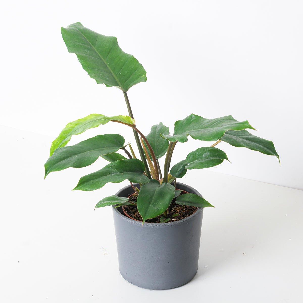 Philodendron 'Jungle Fever'