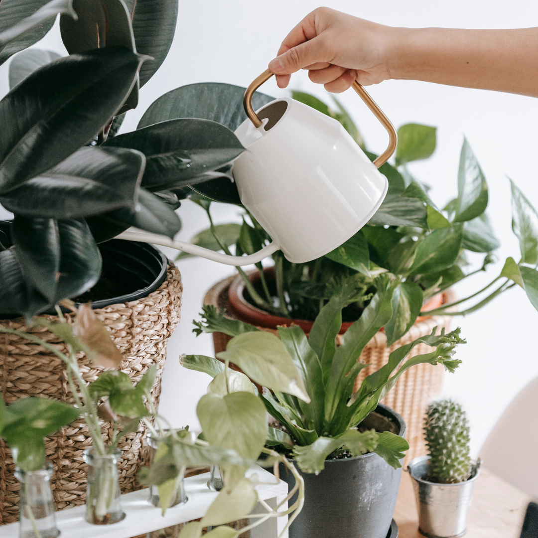 white and gold watering can watering houseplant collection