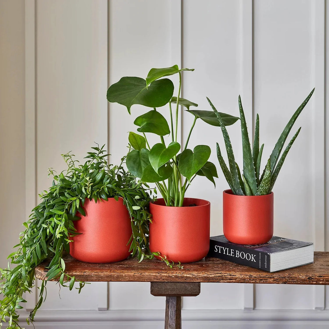 houseplants from ivyline