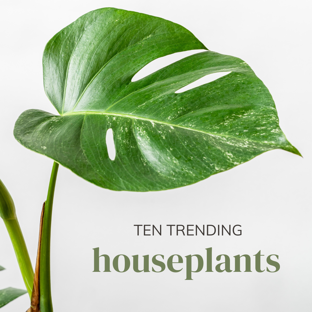 monstera thai constellation leaf with text written on top