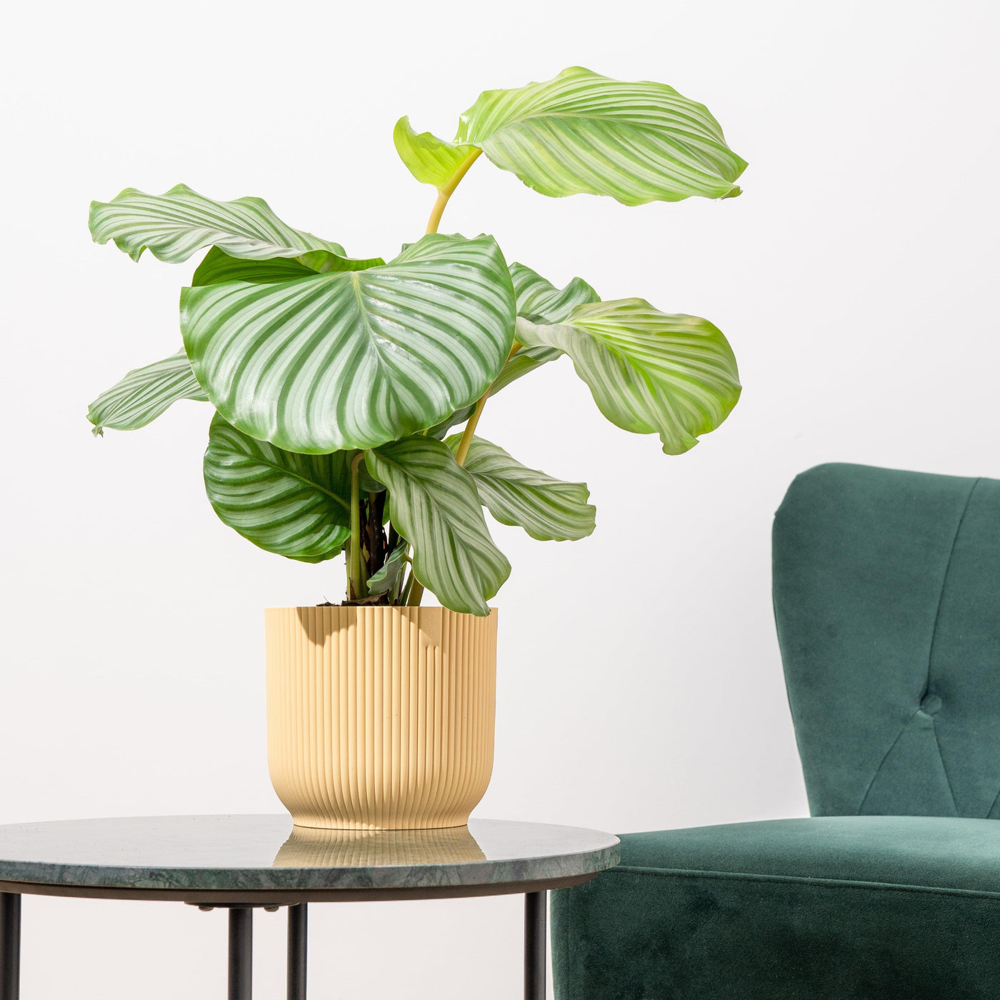 Calathea Care Guide - House of Kojo