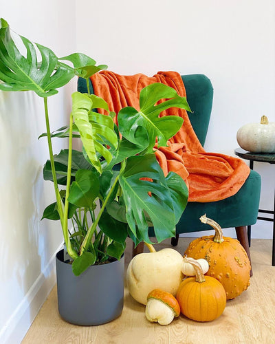 Terrifyingly Good Houseplant Deals at House of Kojo