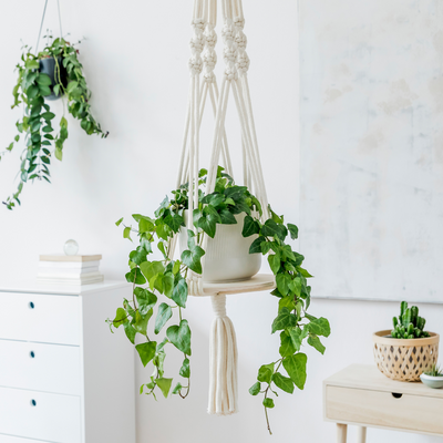 How to Care for Houseplants Over Winter: A Complete Care Guide