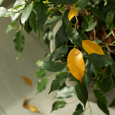 Five reasons why your houseplant leaves are yellow