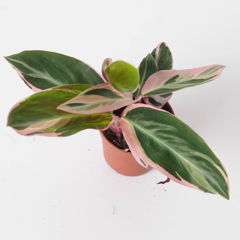 Stromanthe Sanguinea Triostar | Calathea Triostar - House of Kojo