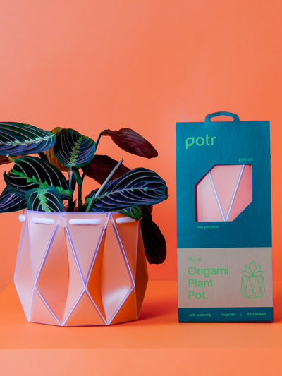 POTR Coral Self-Watering Pot - House of Kojo