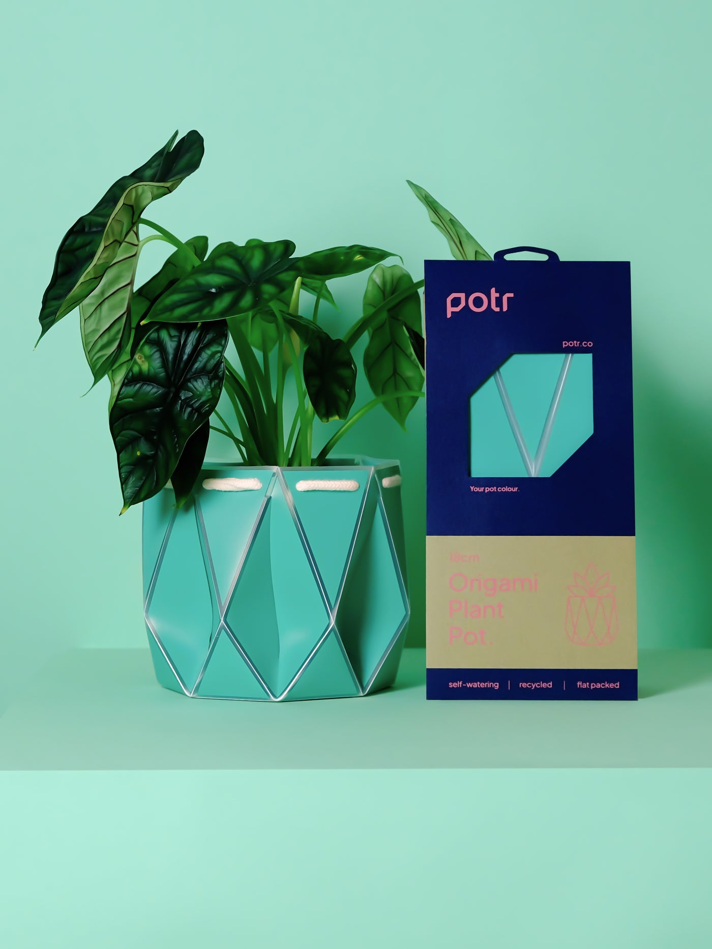 POTR Aqua Self-Watering Pot - House of Kojo