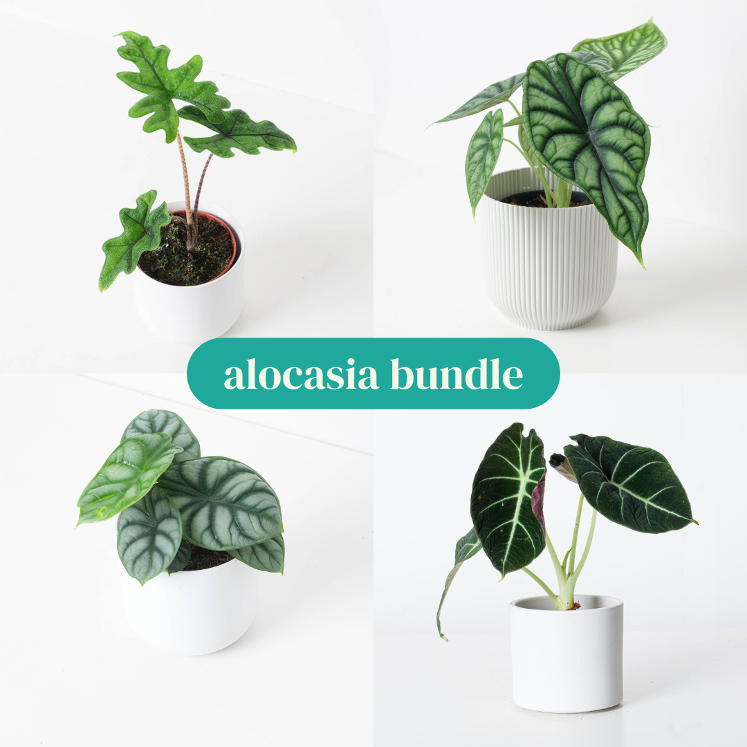 Alocasia Bundle - House of Kojo