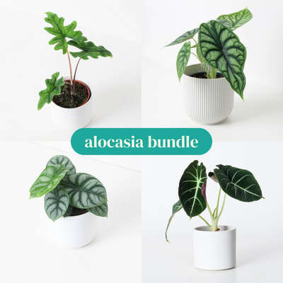 Alocasia Bundle - House of Kojo