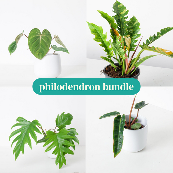 Newest Philodendron Bundle