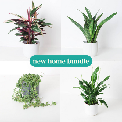 New Home Bundle - House of Kojo