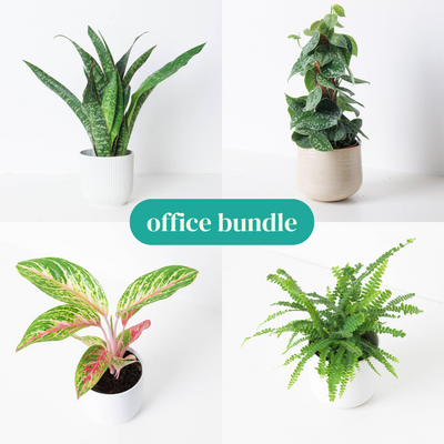 Office Bundle - House of Kojo