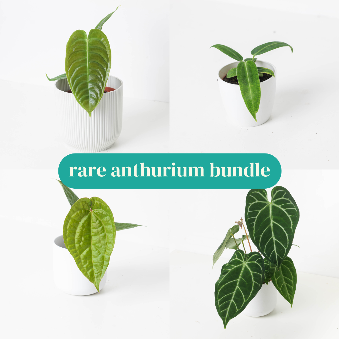 Rare Anthurium Bundle - House of Kojo