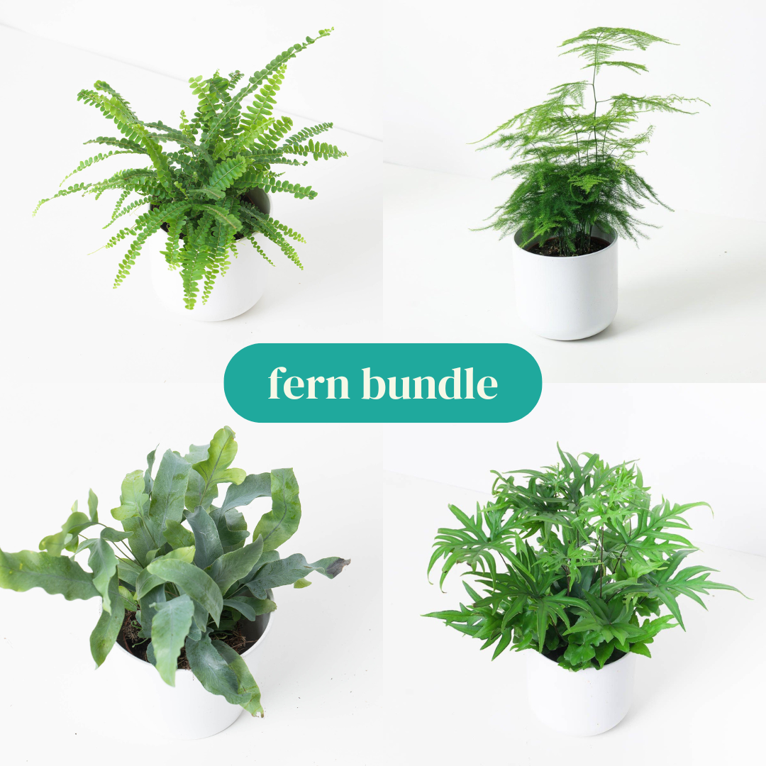 Fern Bundle - House of Kojo