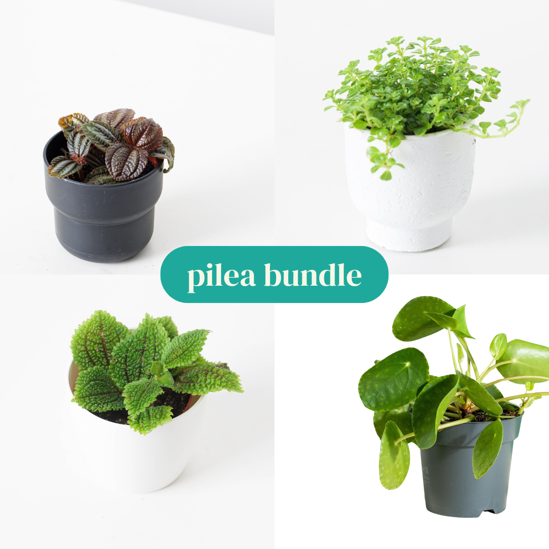 Pilea Bundle - House of Kojo