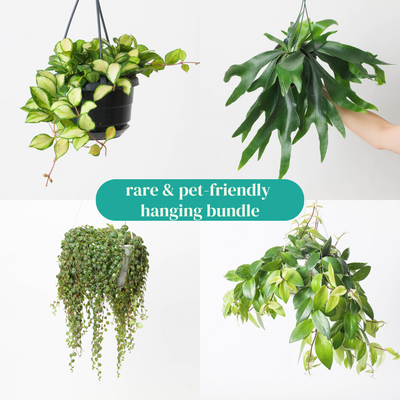 Rare & Pet-Friendly Hanging Bundle - House of Kojo