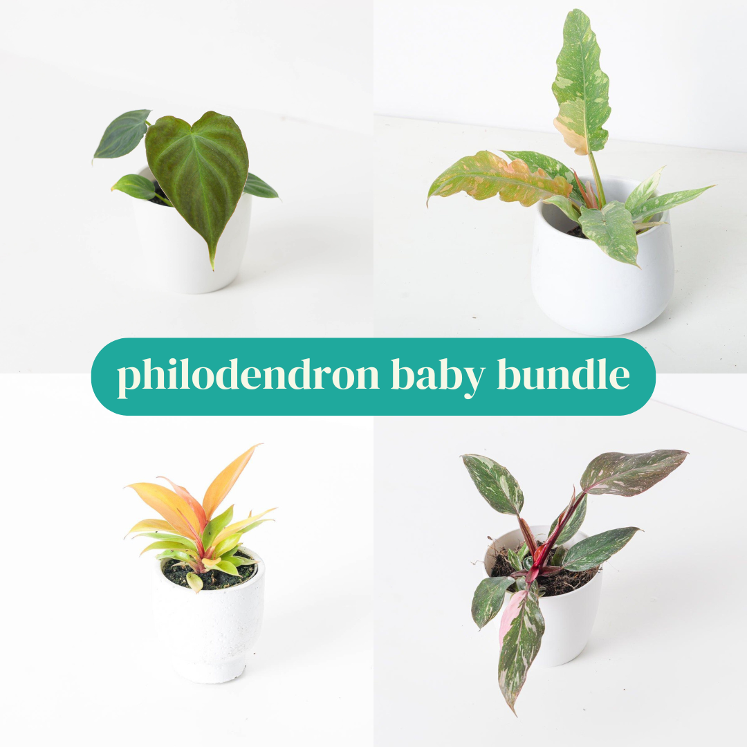 Philodendron Baby Bundle - House of Kojo