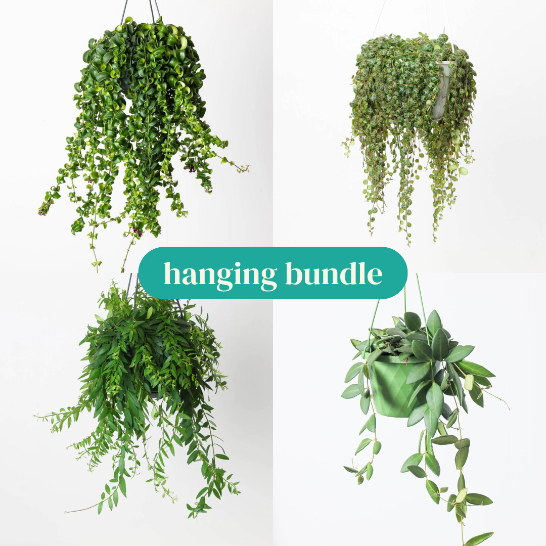 Hanging Houseplant Bundle - House of Kojo