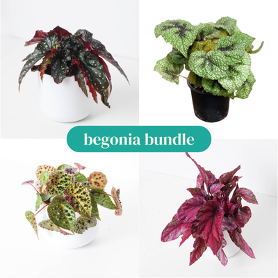 Begonia Bundle - House of Kojo