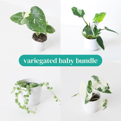 Variegated Baby Bundle - House of Kojo