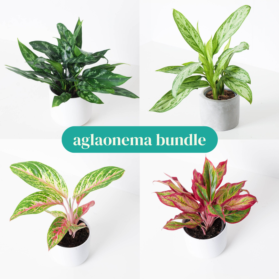 Aglaonema Bundle - House of Kojo