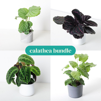 Calathea Bundle - House of Kojo