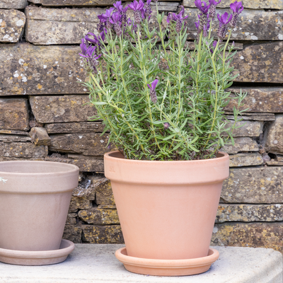 Lucca Pink Terracotta Pot 17cm / Pot and Saucer Set