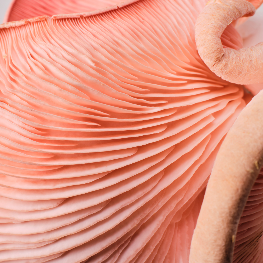 YME Pink Oyster Mushroom Kits - House of Kojo