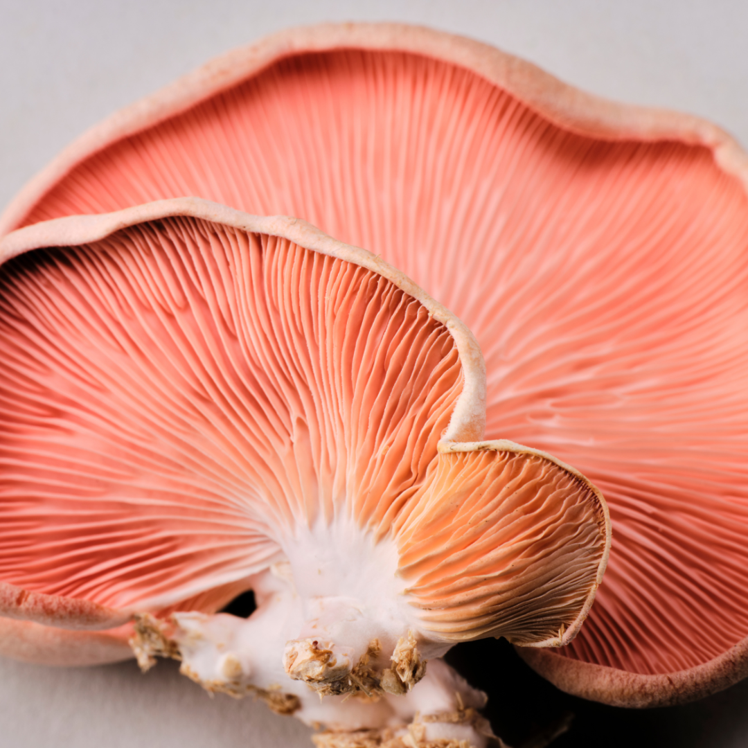 YME Pink Oyster Mushroom Kits - House of Kojo