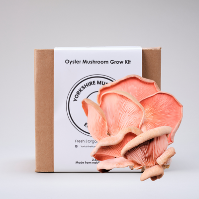 YME Pink Oyster Mushroom Kits - House of Kojo