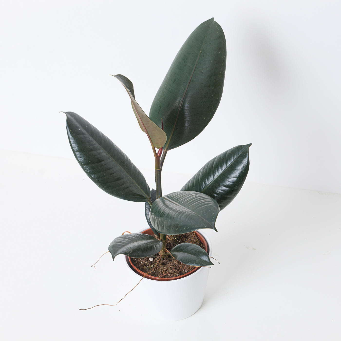 Ficus Elastica Abidjan | Rubber Plant - House of Kojo