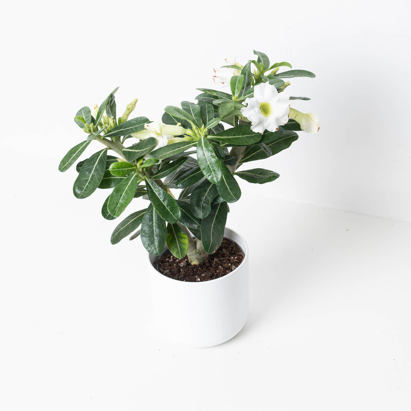 Adenium Obesum 'White' | Desert Rose - House of Kojo