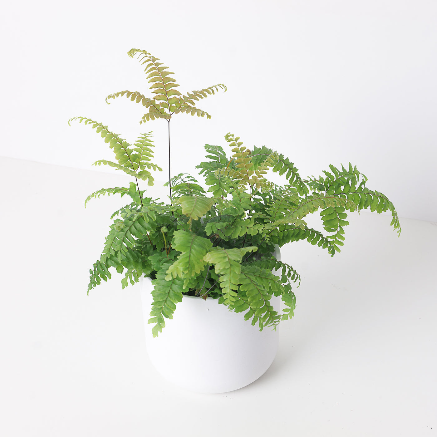 Adiantum tenerum 'Scutum Roseum' | Pink Maidenhair Fern - House of Kojo