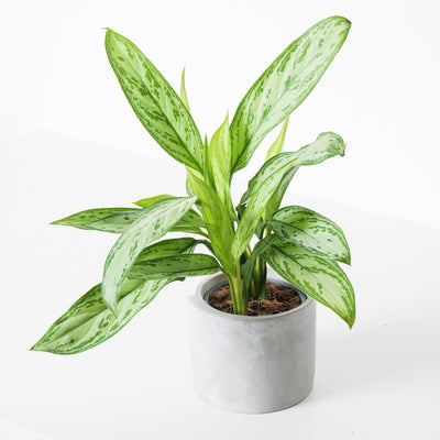 Aglaonema Bundle - House of Kojo