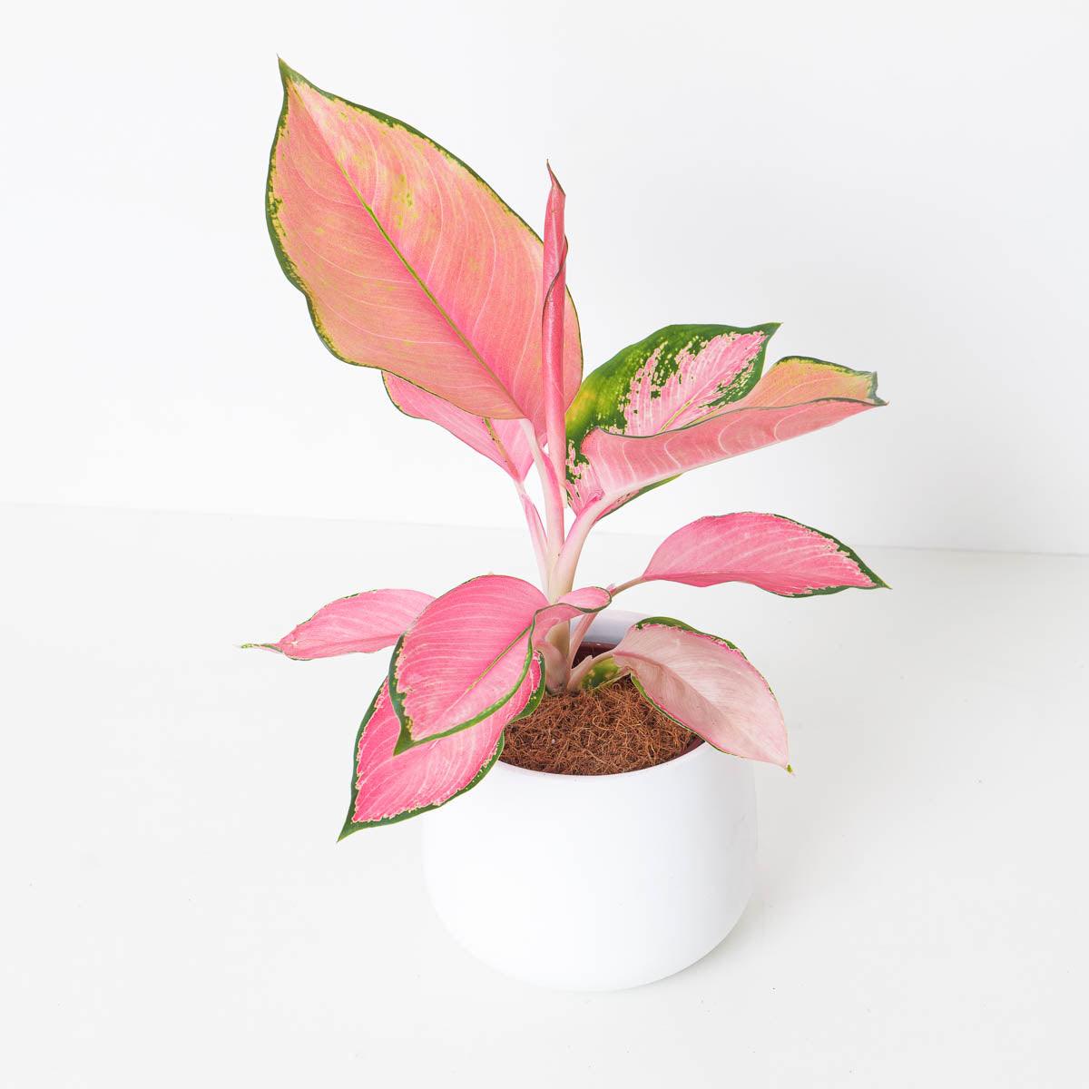 Aglaonema Flamingo | Chinese Evergreen - House of Kojo