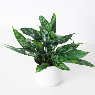 Aglaonema Bundle - House of Kojo