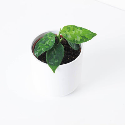 Aglaonema pictum Tricolor - House of Kojo