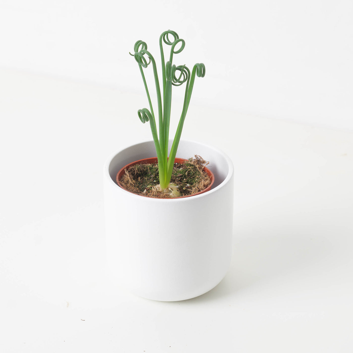 Albuca spiralis | Frizzle Sizzle - House of Kojo