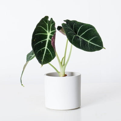 Alocasia Bundle - House of Kojo