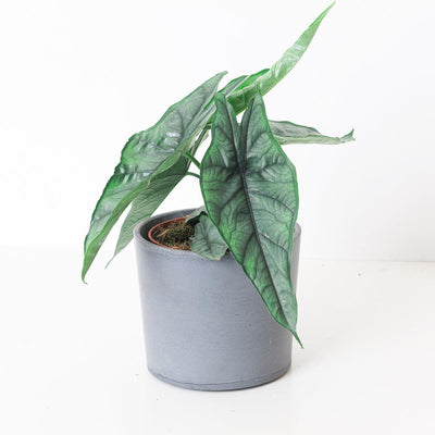 Alocasia heterophylla 'Dragon's Breath' - House of Kojo