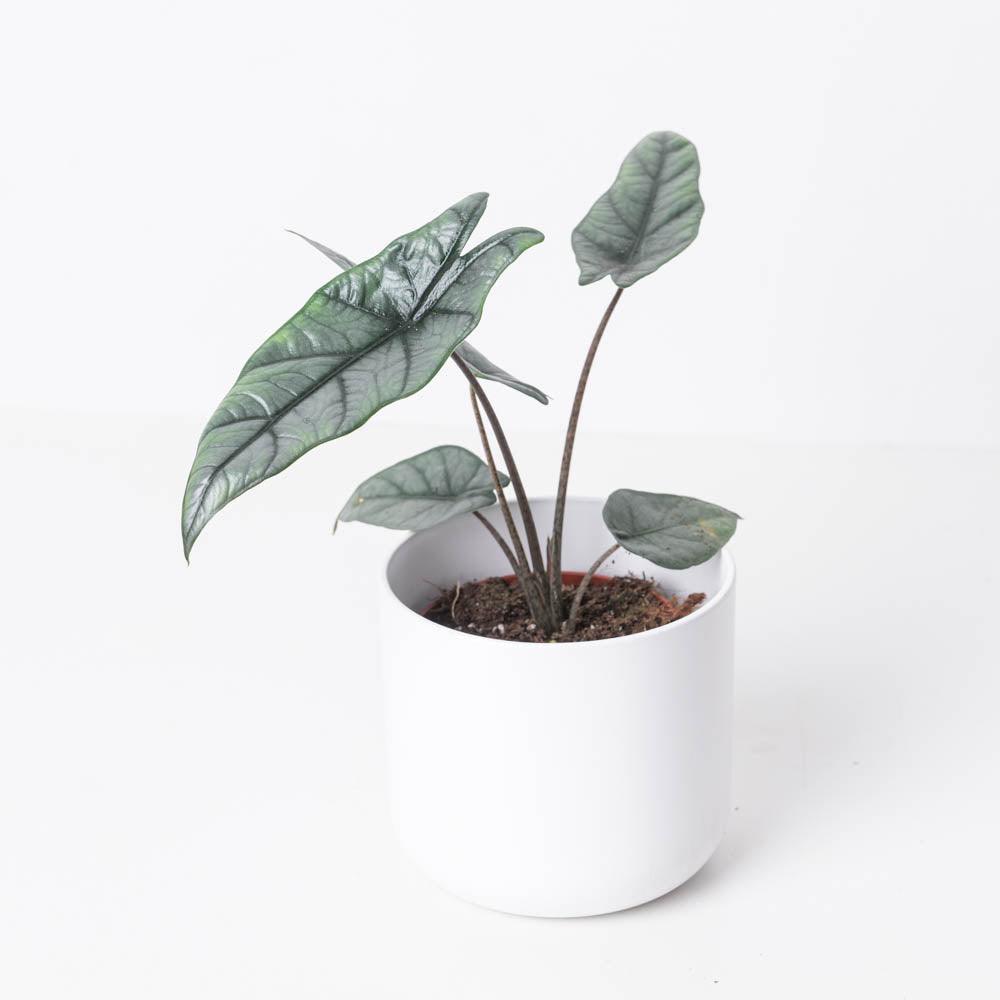 Alocasia heterophylla 'Silver' - House of Kojo