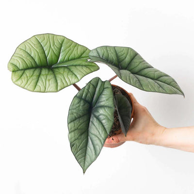 Alocasia Platinum - House of Kojo