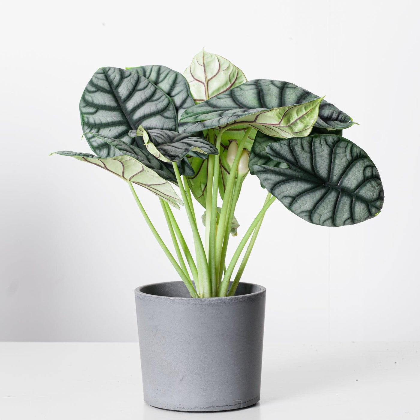 Alocasia Bundle - House of Kojo