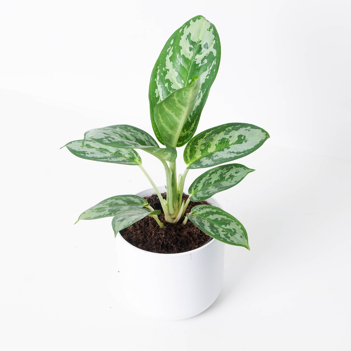 Aglaonema 'Amazon Silver' - House of Kojo