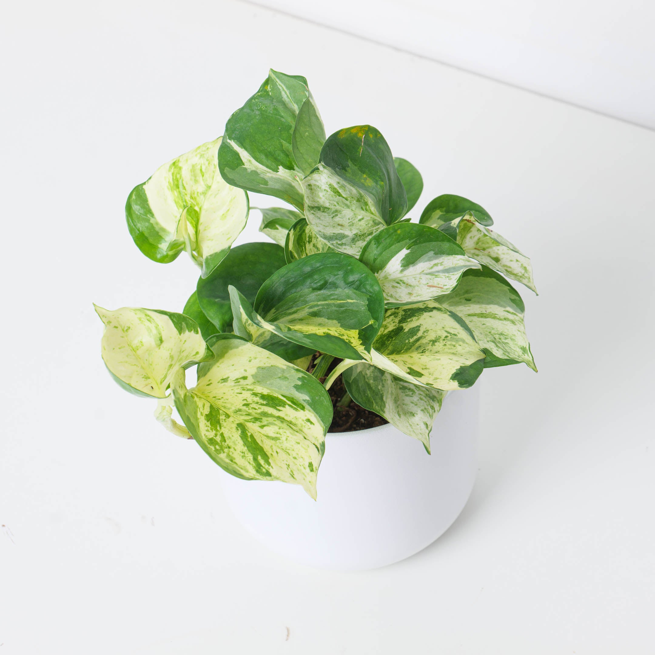 Epipremnum Marble 'Apple' | Indoor Plants and Accessories – House of Kojo