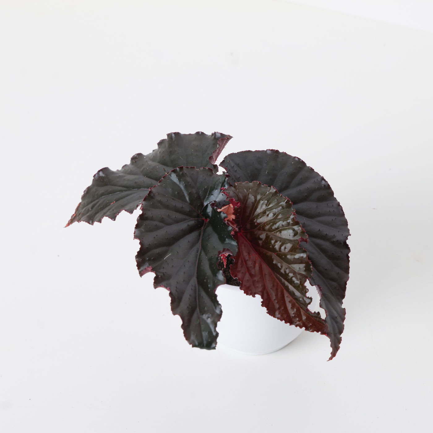 Begonia 'Arabian Night' - House of Kojo