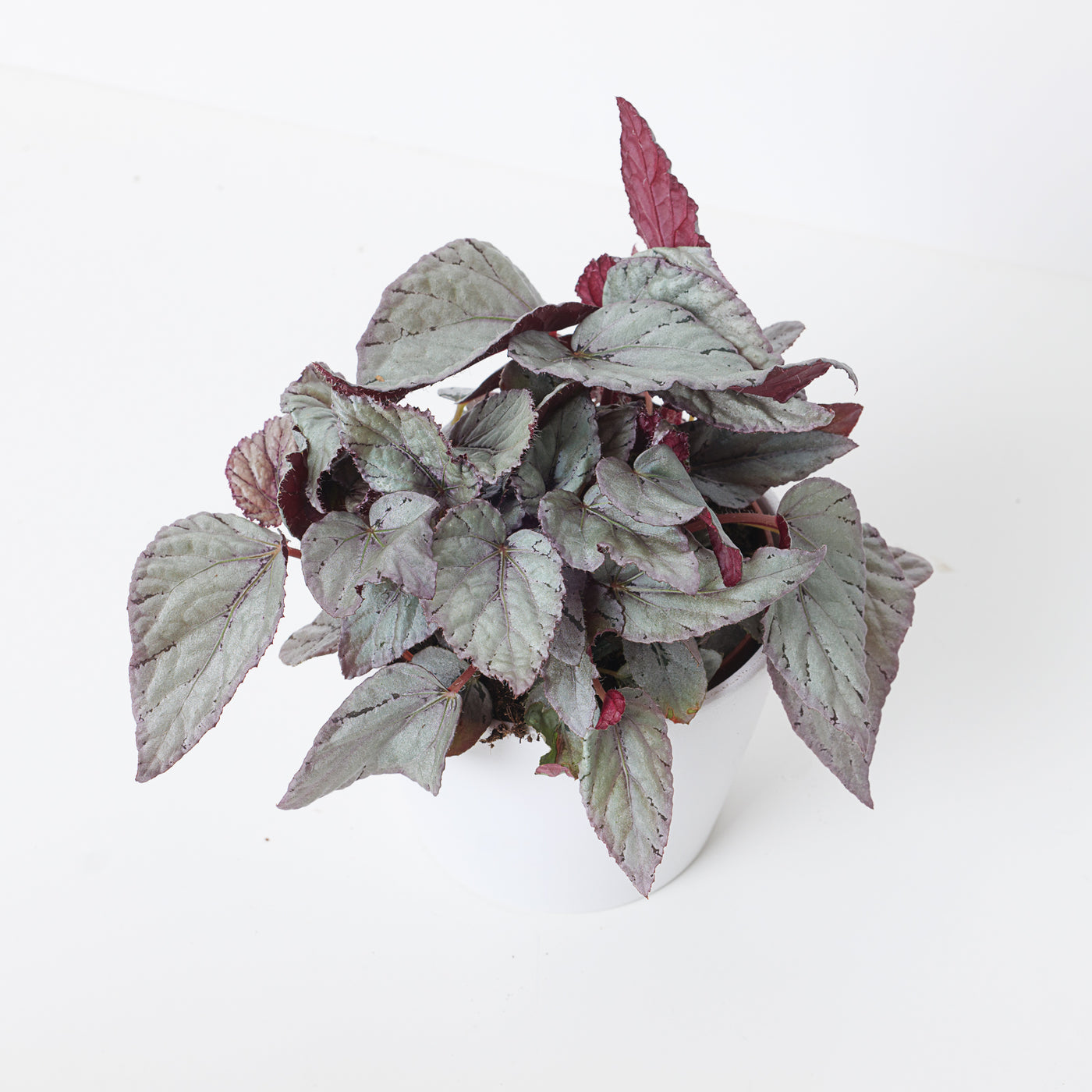 Begonia Arctic Breeze - House of Kojo